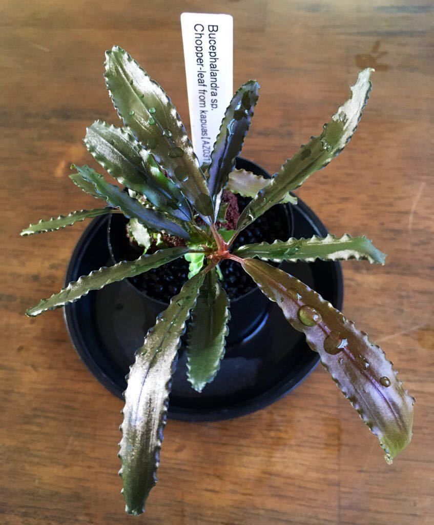 Bucephalandra chopper ADET ÖN SİPARİŞ