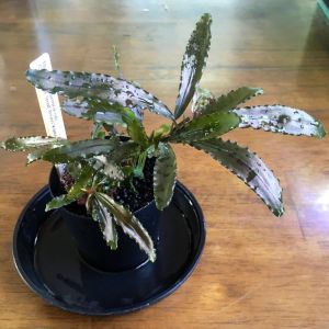 Bucephalandra chopper ADET ÖN SİPARİŞ