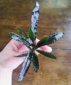 Bucephalandra chopper ADET ÖN SİPARİŞ