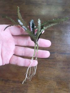 Bucephalandra chopper ADET ÖN SİPARİŞ