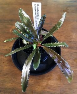 Bucephalandra chopper ADET ÖN SİPARİŞ