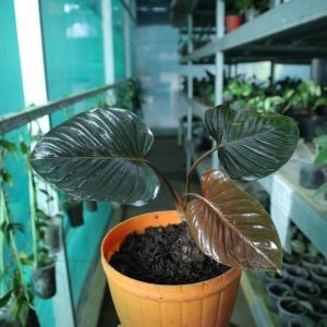 Homalomena rubescens  (Roxb.) Kunth. Dark ÖN SİPARİŞ