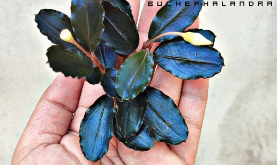 Bucephalandra elegan blue ADET ÖN SİPARİŞ