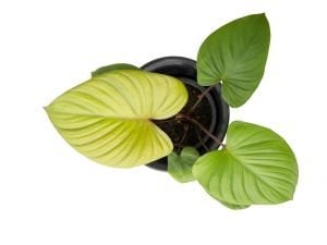 Homalomena rubescens (Roxb.) Kunth.