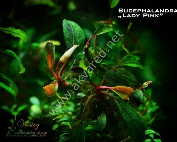 Bucephalandra pink lady ADET