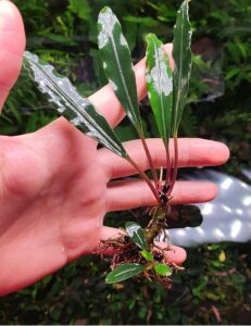 Bucephalandra gigantea ADET ÖN SİPARİŞ