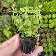 Lindernia rotundifolia aurea Premium POT