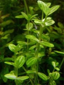 Lindernia rotundifolia aurea Premium POT