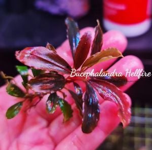 Bucephalandra hellfire ADET ÖN SİPARİŞ