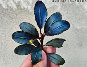 Bucephalandra hellfire ADET ÖN SİPARİŞ