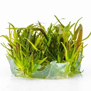 Echinodorus rose Premium POT