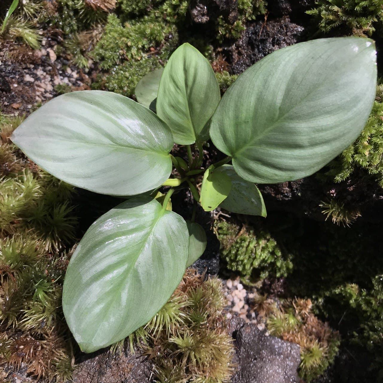 Homalomena sp. Silver Green ÖN SİPARİŞ