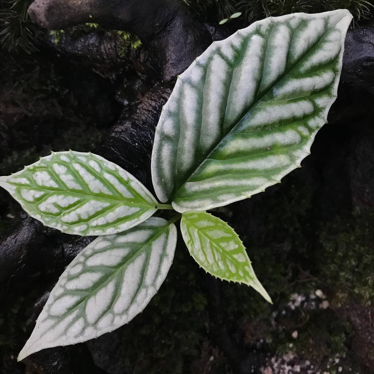 Kadsura borneensis (ex.Pilea Kalbar)