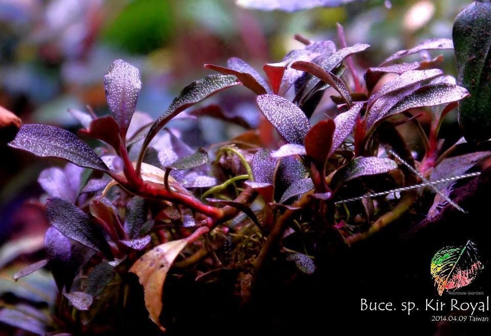 Bucephalandra kir royale ADET ÖN SİPARİŞ