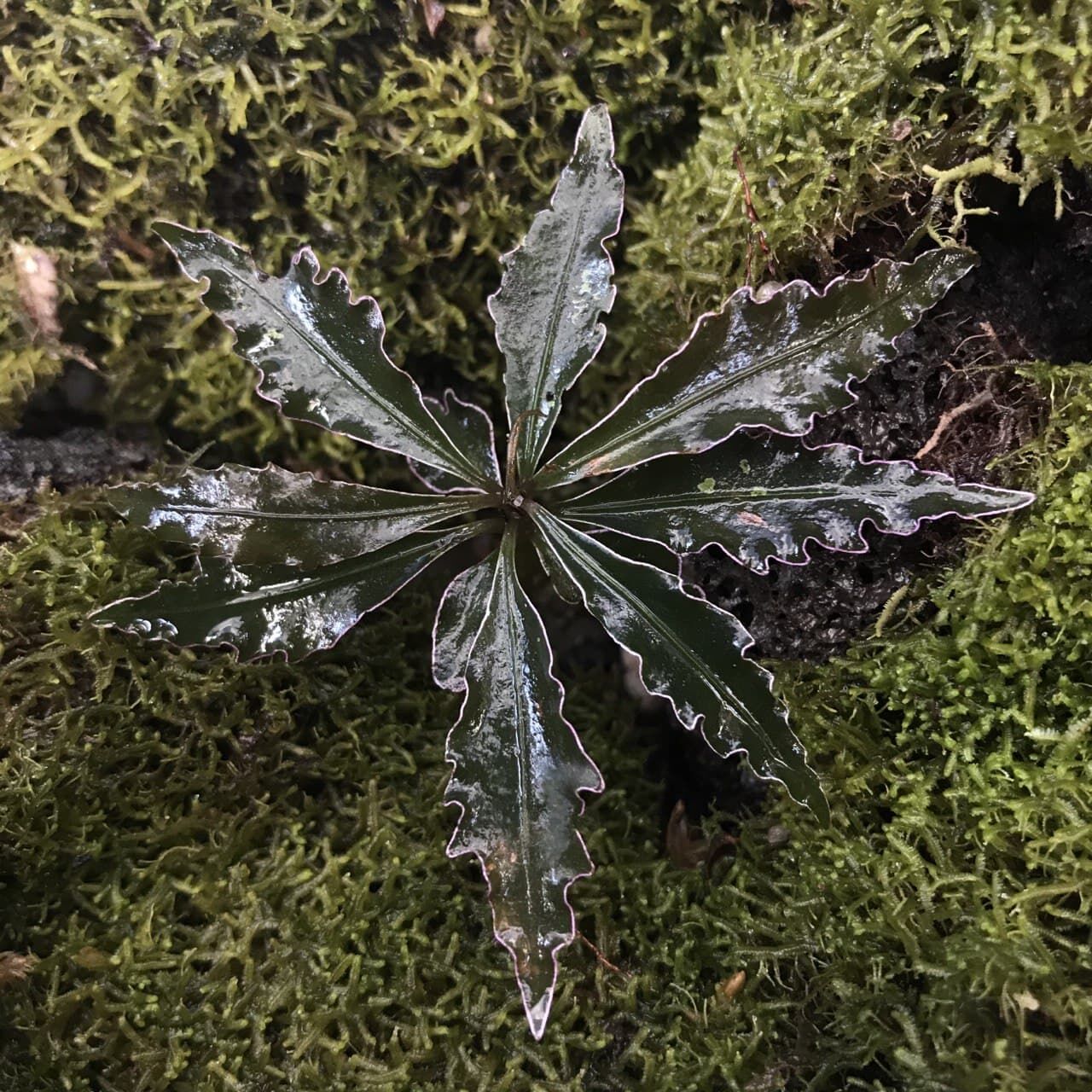 Labisia Boyan ÖN SİPARİŞ