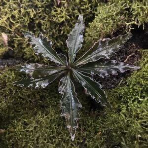 Labisia Boyan ÖN SİPARİŞ