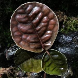 Labisia Mangkuk Brown ÖN SİPARİŞ