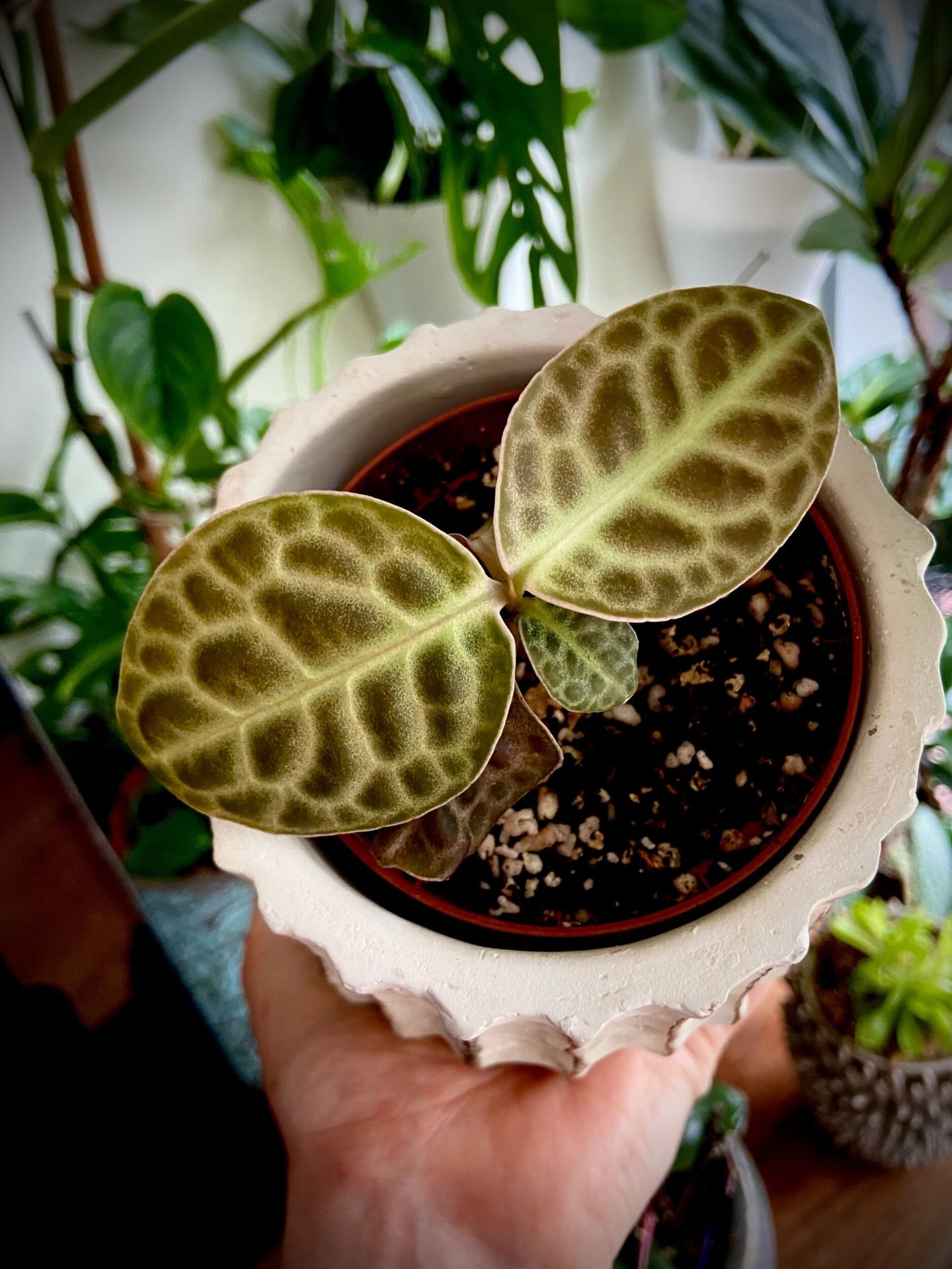 Labisia Obtusifolia (ex Turtle back) ÖN SİPARİŞ