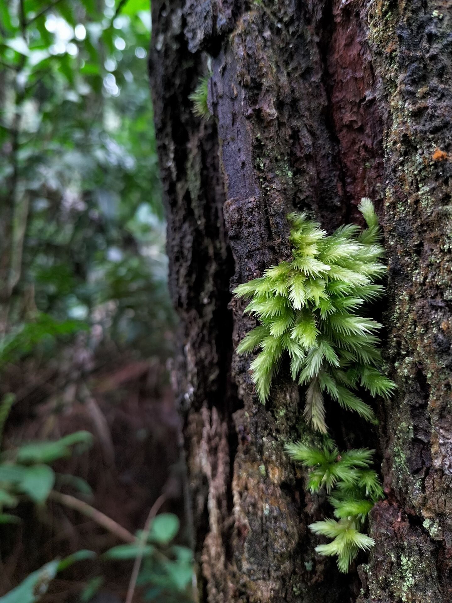 Sphagnum / Pine Moss 100 gr - ÖN SİPARİŞ