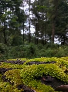 Sphagnum / Pine Moss 100 gr - ÖN SİPARİŞ