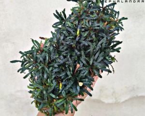 Bucephalandra pygmea kapit 10x10cm ÖN SİPARİŞ