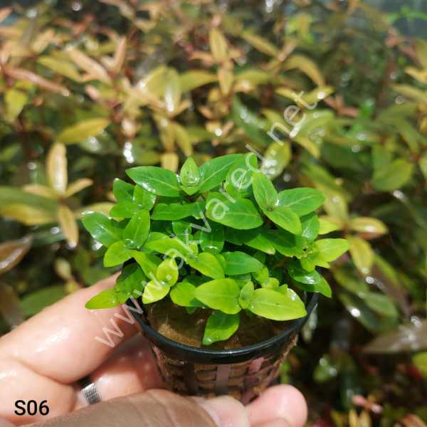 Staurogyne repens kerala EXVITRO