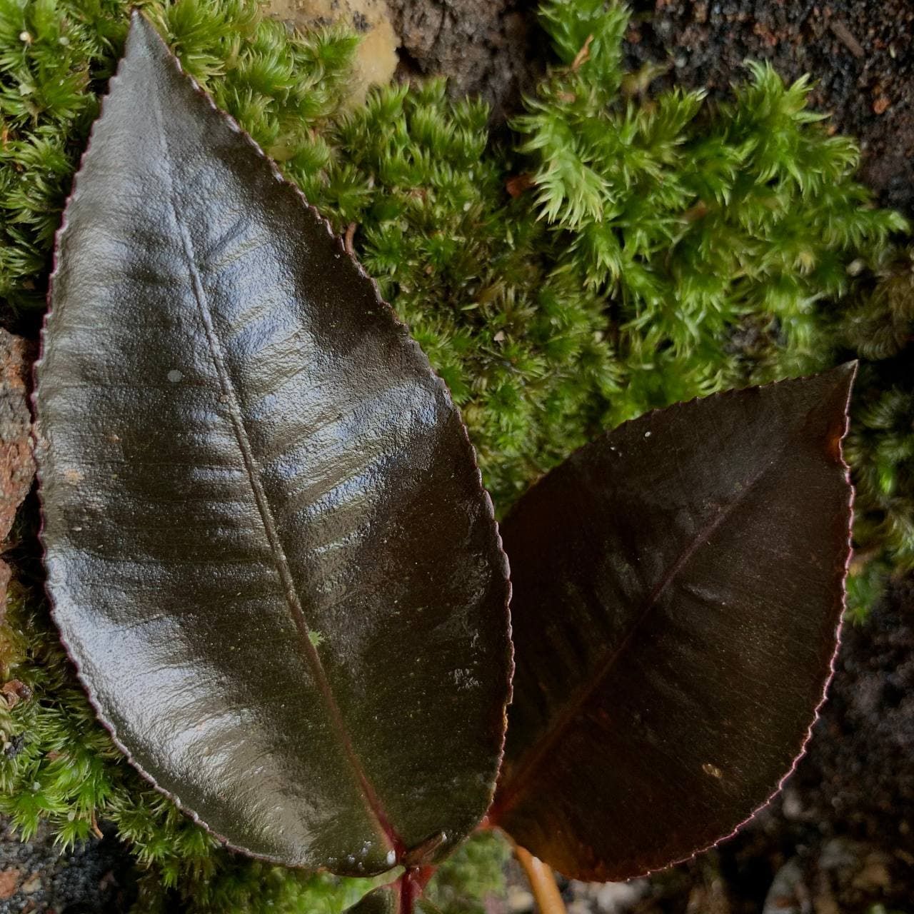 Labisia posthumusiana Sunarno (Labisia Dark Leaf) ÖN SİPARİŞ