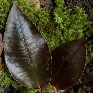 Labisia posthumusiana Sunarno (Labisia Dark Leaf) ÖN SİPARİŞ