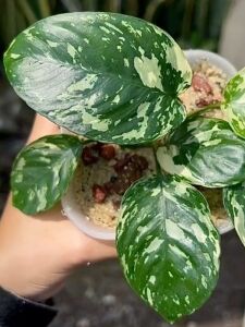 Anubias var. KING ADET