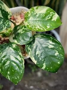 Anubias var. KING ADET