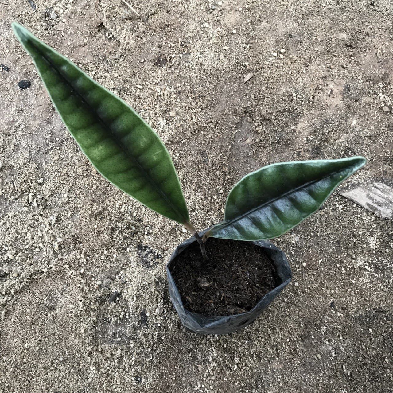 Labisia Potan ÖN SİPARİŞ