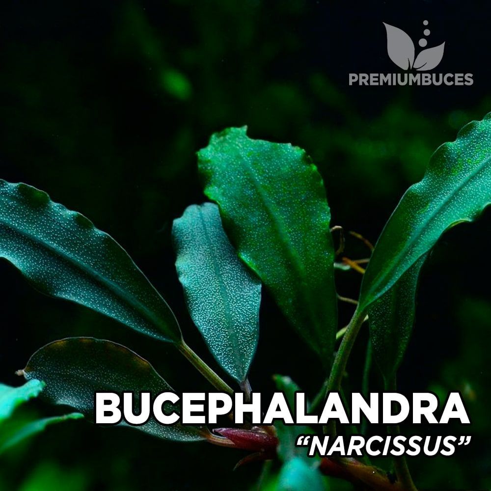 Bucephalandra narcissus ADET ÖN SİPARİŞ