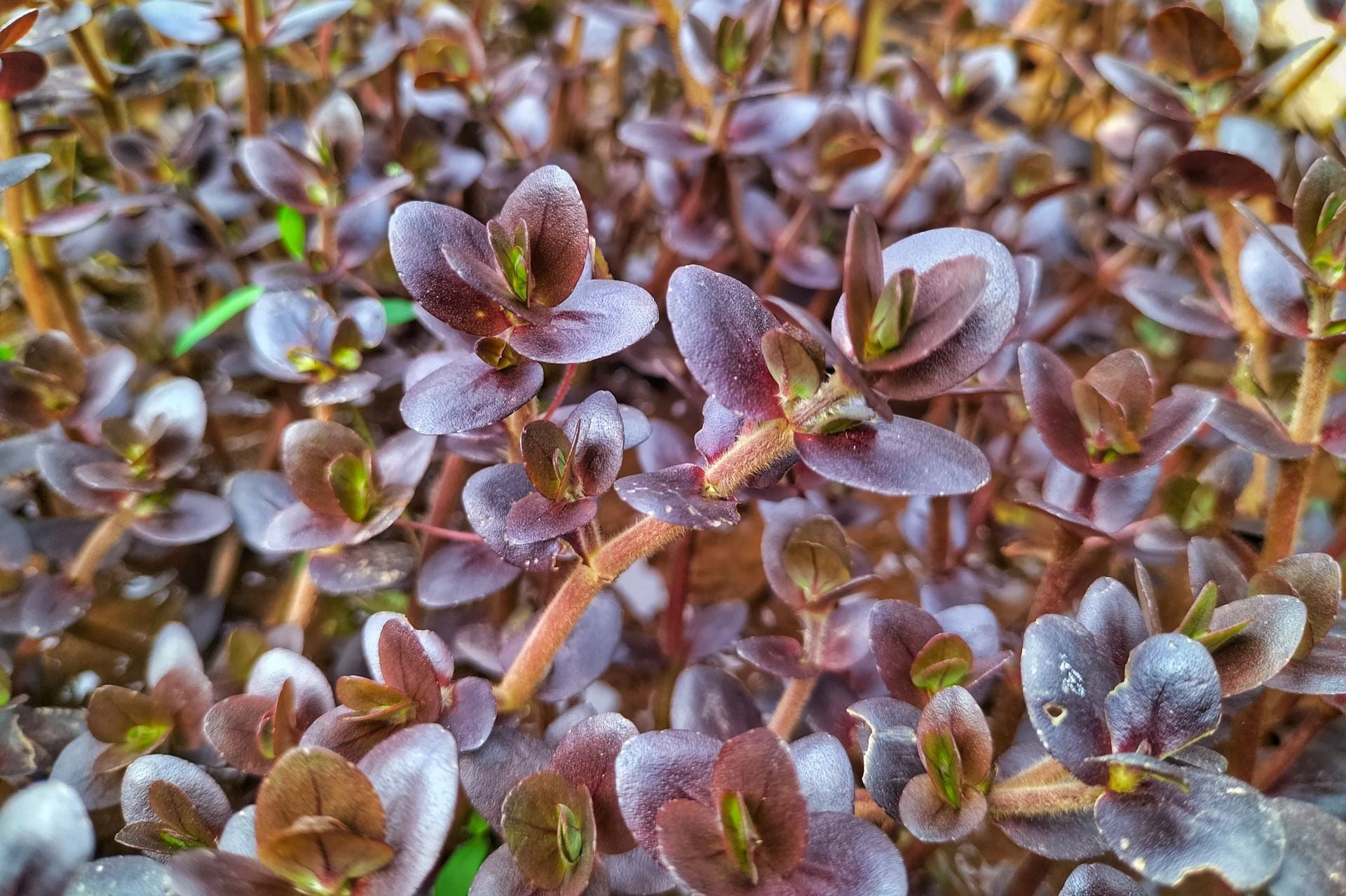 Bacopa salzmannii purple ADET