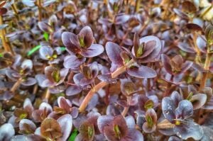 Bacopa salzmannii purple ADET