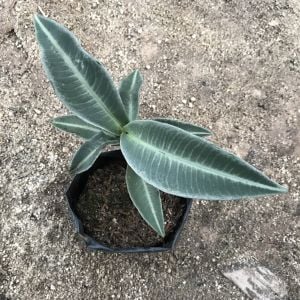 Labisia pumila Green (ex sp. Kapuas Hulu) ÖN SİPARİŞ