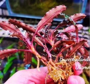 Bucephalandra purple diamond ADET ÖN SİPARİŞ