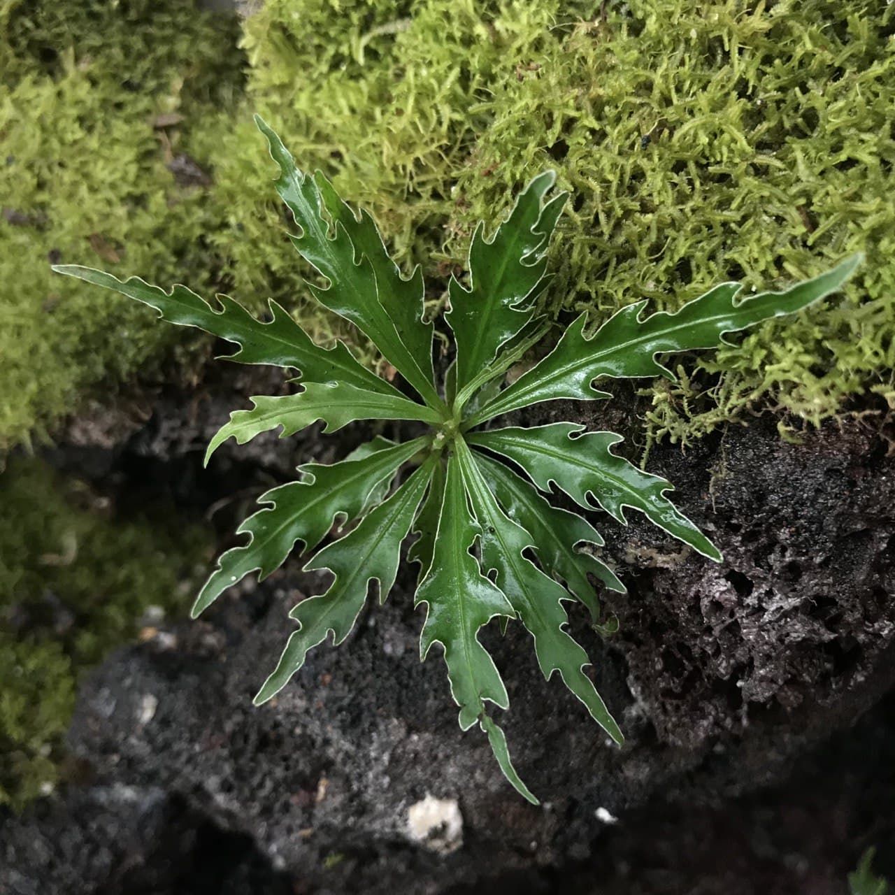 Labisia sp. Kalbar ÖN SİPARİŞ