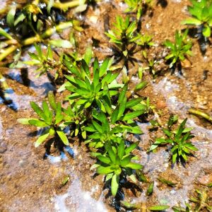Ludwigia pantanal İTHAL BUKET