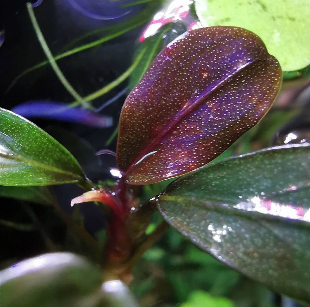 Bucephalandra purple rain ADET ÖN SİPARİŞ