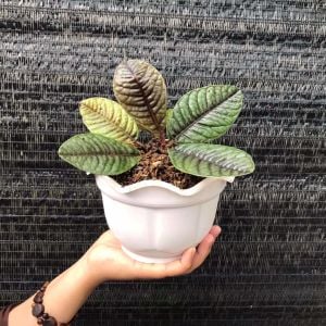 Labisia sp. Sabilit ÖN SİPARİŞ