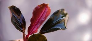 Bucephalandra purple swan ADET ÖN SİPARİŞ