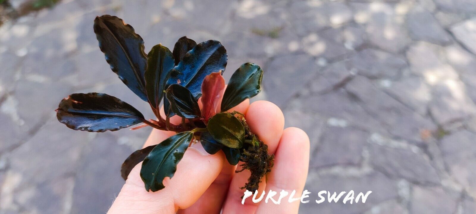 Bucephalandra purple swan ADET ÖN SİPARİŞ