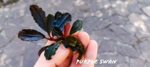 Bucephalandra purple swan ADET ÖN SİPARİŞ