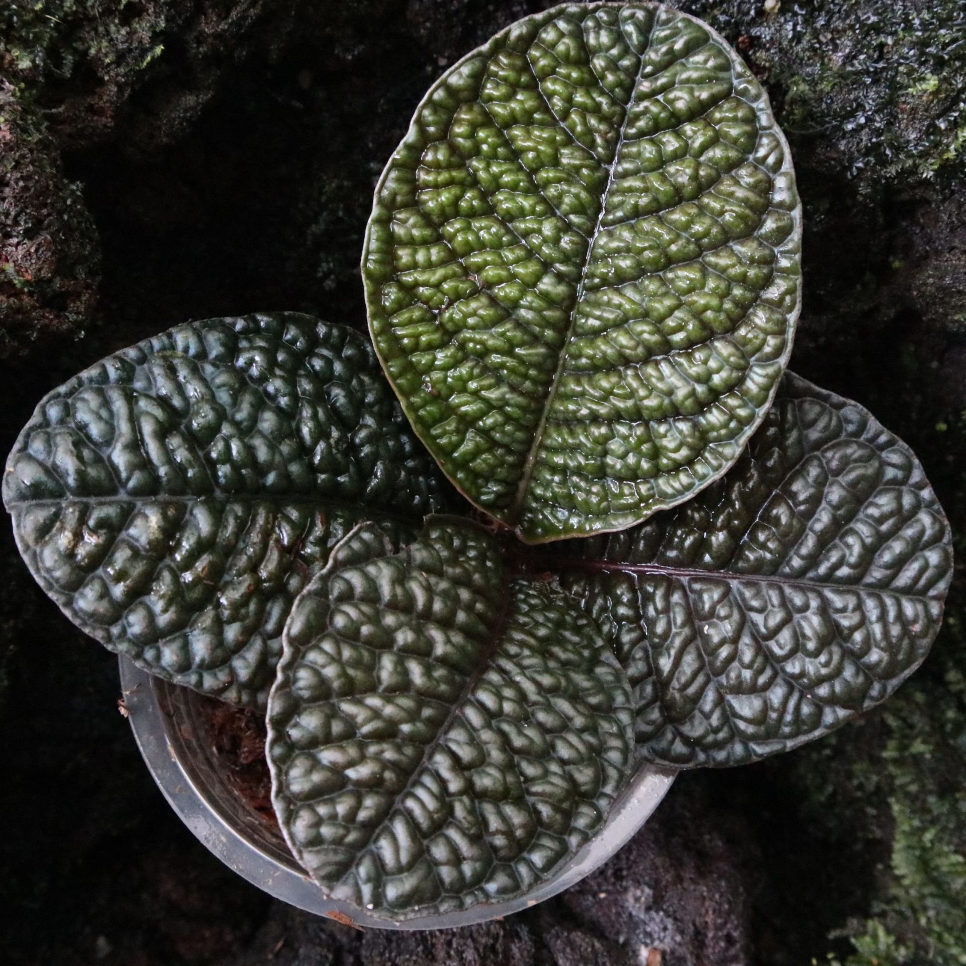 Labisia sp. Snake Skin (ex. Ardisia) ÖN SİPARİŞ