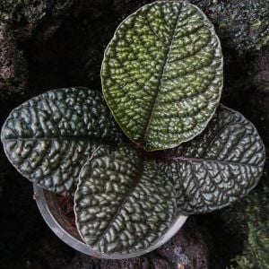 Labisia sp. Snake Skin (ex. Ardisia) ÖN SİPARİŞ