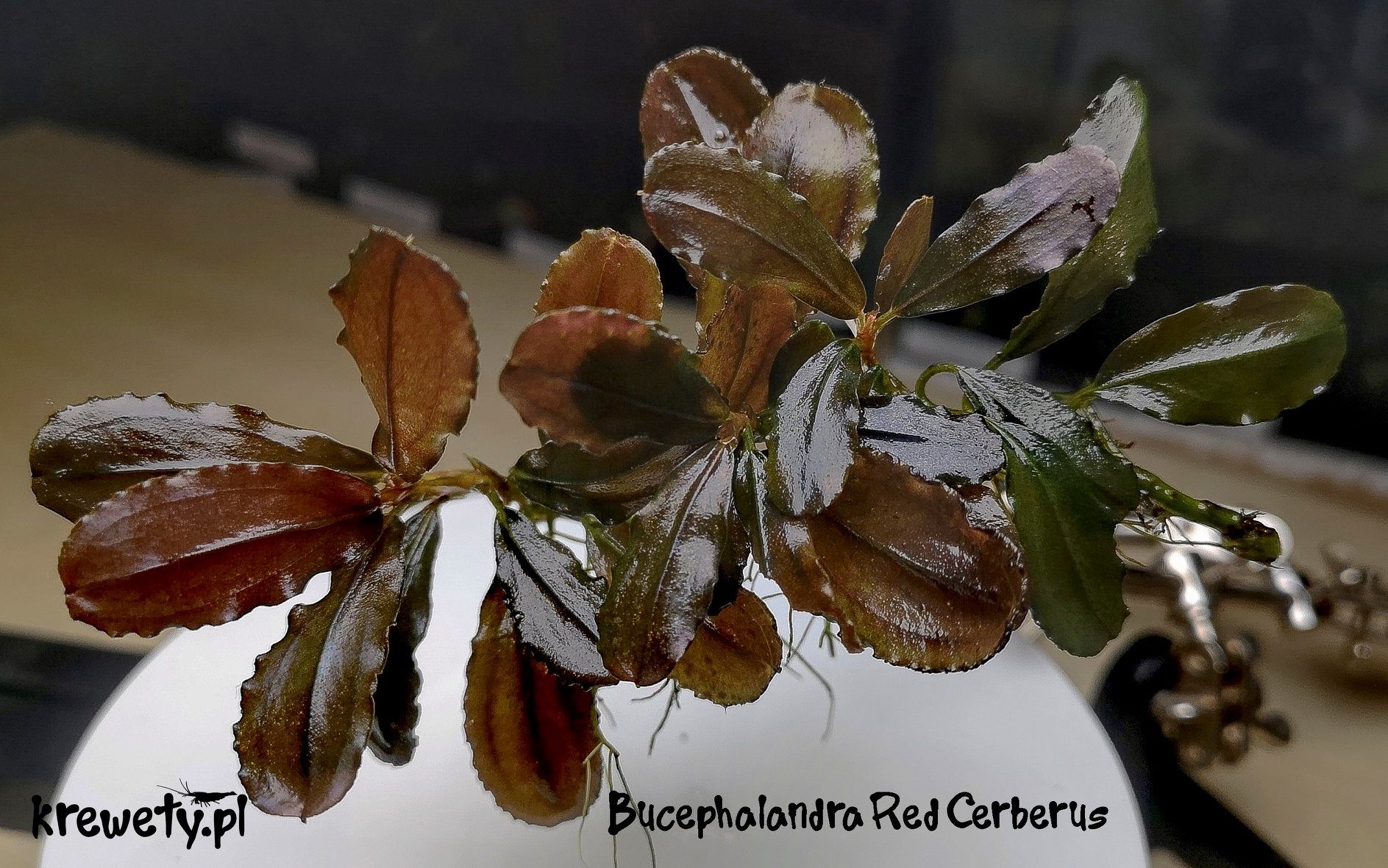 Bucephalandra red cerberus ADET ÖN SİPARİŞ