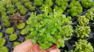 Rotala sp. green İTHAL BUKET