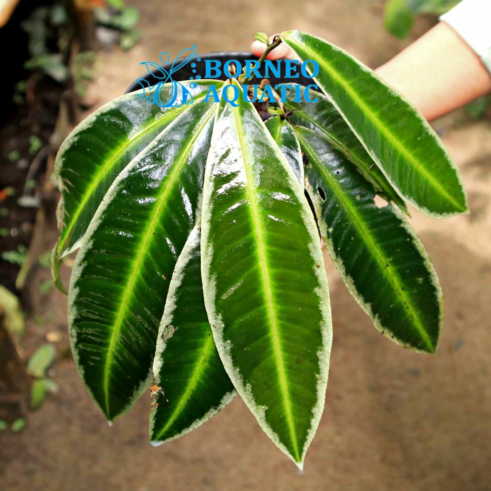 Labisia sp.White line ÖN SİPARİŞ