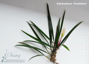 Aridarum long leaf ADET
