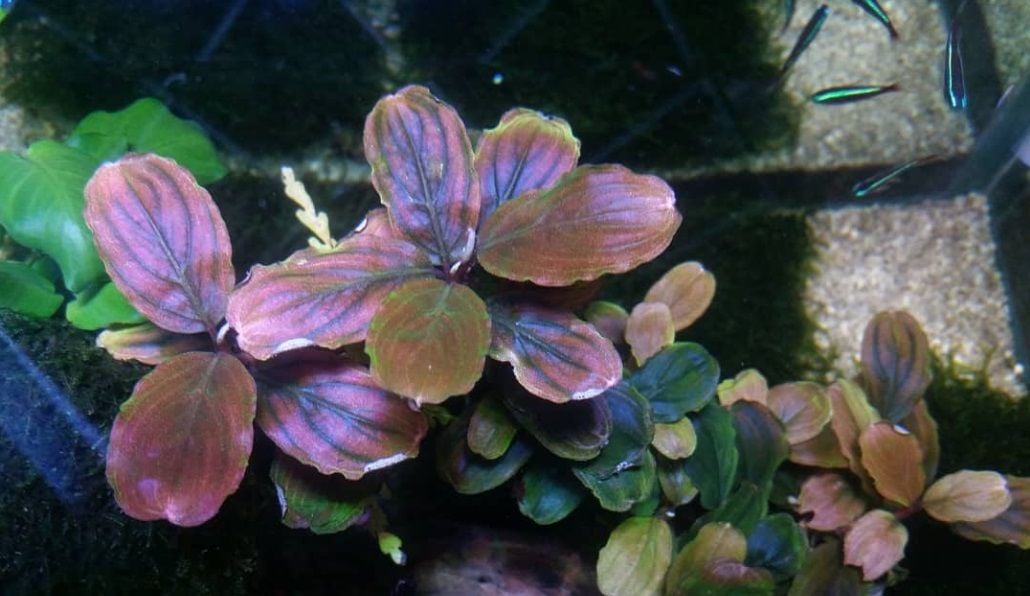 Bucephalandra red serenade ADET ÖN SİPARİŞ